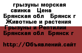 грызуны морская свинка › Цена ­ 700 - Брянская обл., Брянск г. Животные и растения » Грызуны и Рептилии   . Брянская обл.,Брянск г.